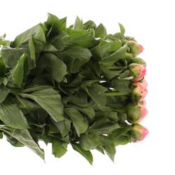 Pfingstrose rosa Chiffon 45cm