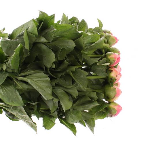 Pfingstrose rosa Chiffon 45cm