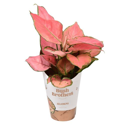 Aglaonema P.Star T12 H35