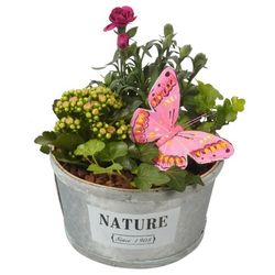Garten Arr3831 T19 H24