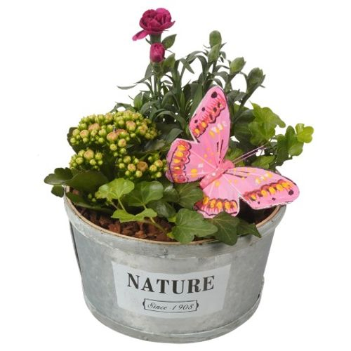 Garten Arr3831 T19 H24