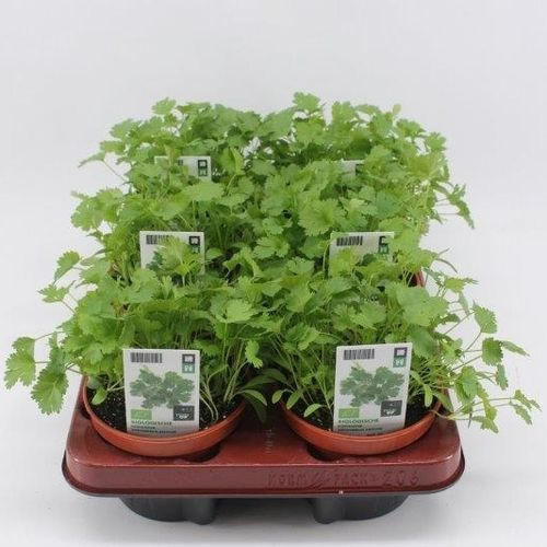 Bio Koriander T12 H20