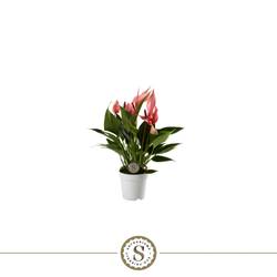 Anth.rosa Lilli T07 H025