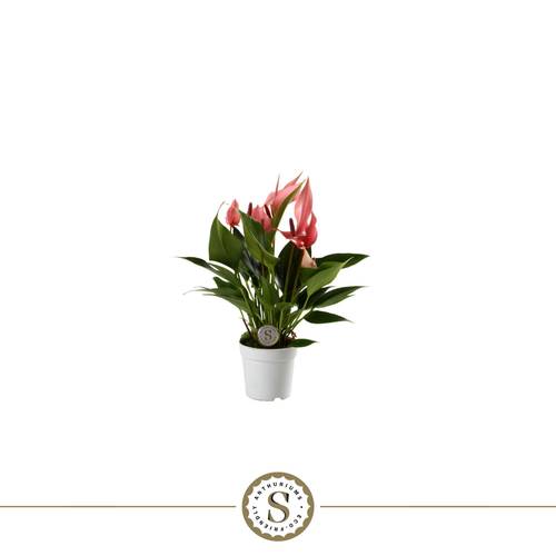 Anth.rosa Lilli T07 H025
