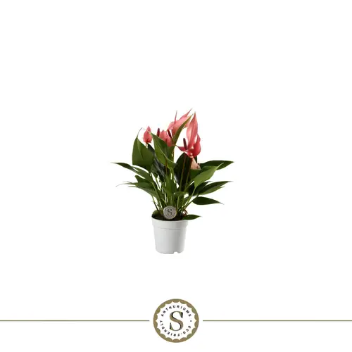 Anth.rosa Lilli T07 H025