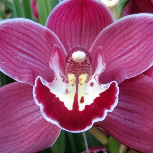 Cymbidium lila Rotorua 80cm 13+Blüte