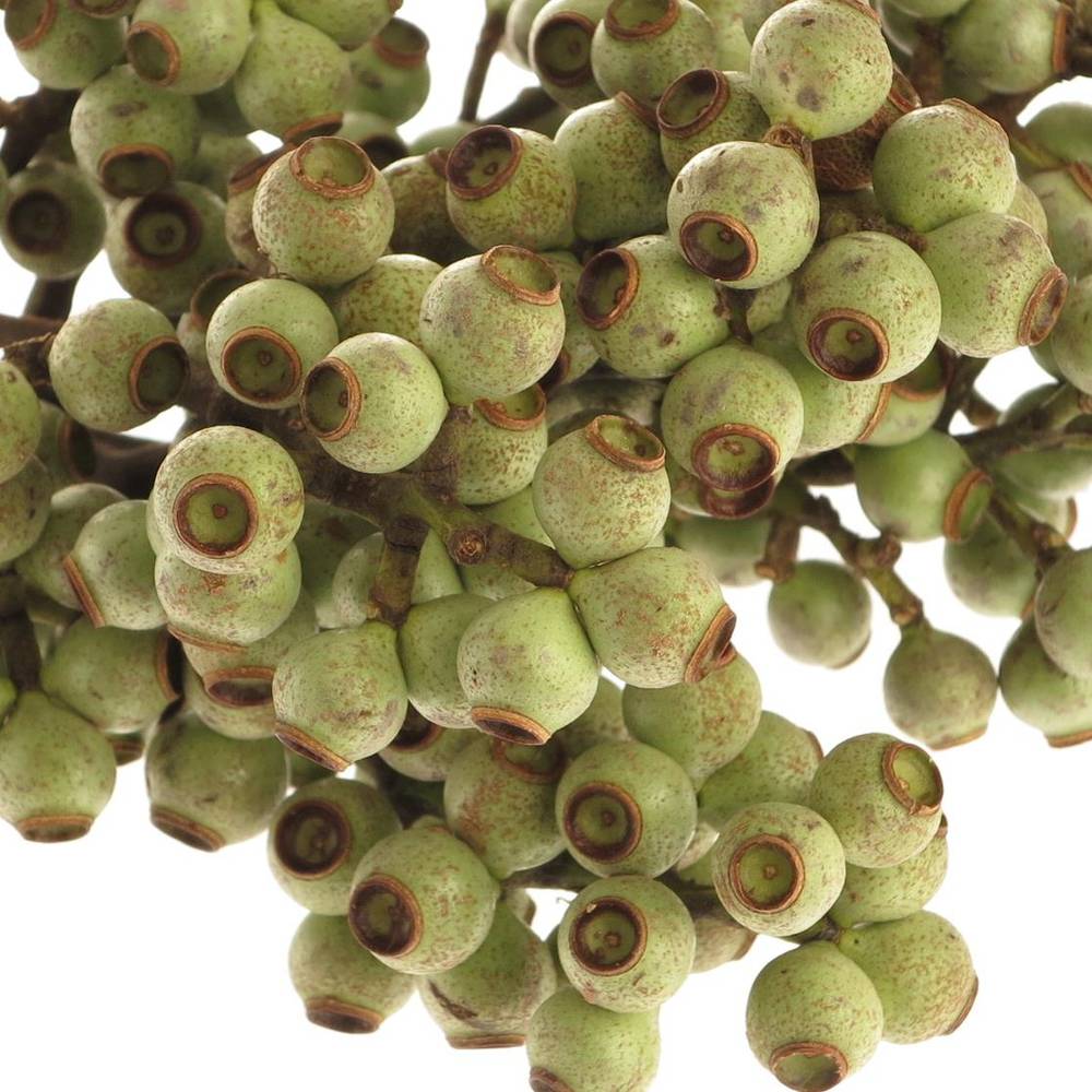 Euca Torriliana Beere 55cm