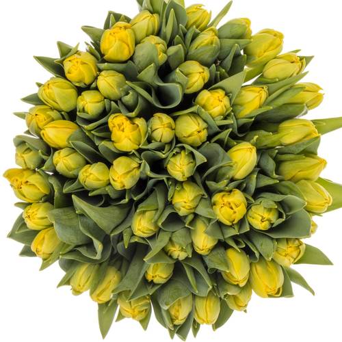 Tulpe gelb doppel Yellow Diamond 52 Gramm