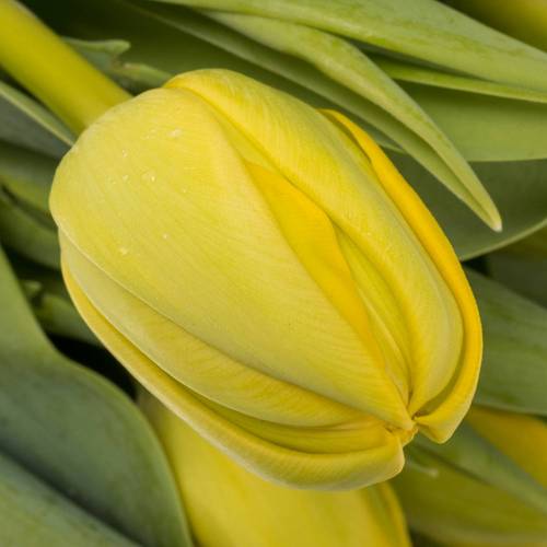 Tulpe gelb doppel Yellow Diamond 52 Gramm