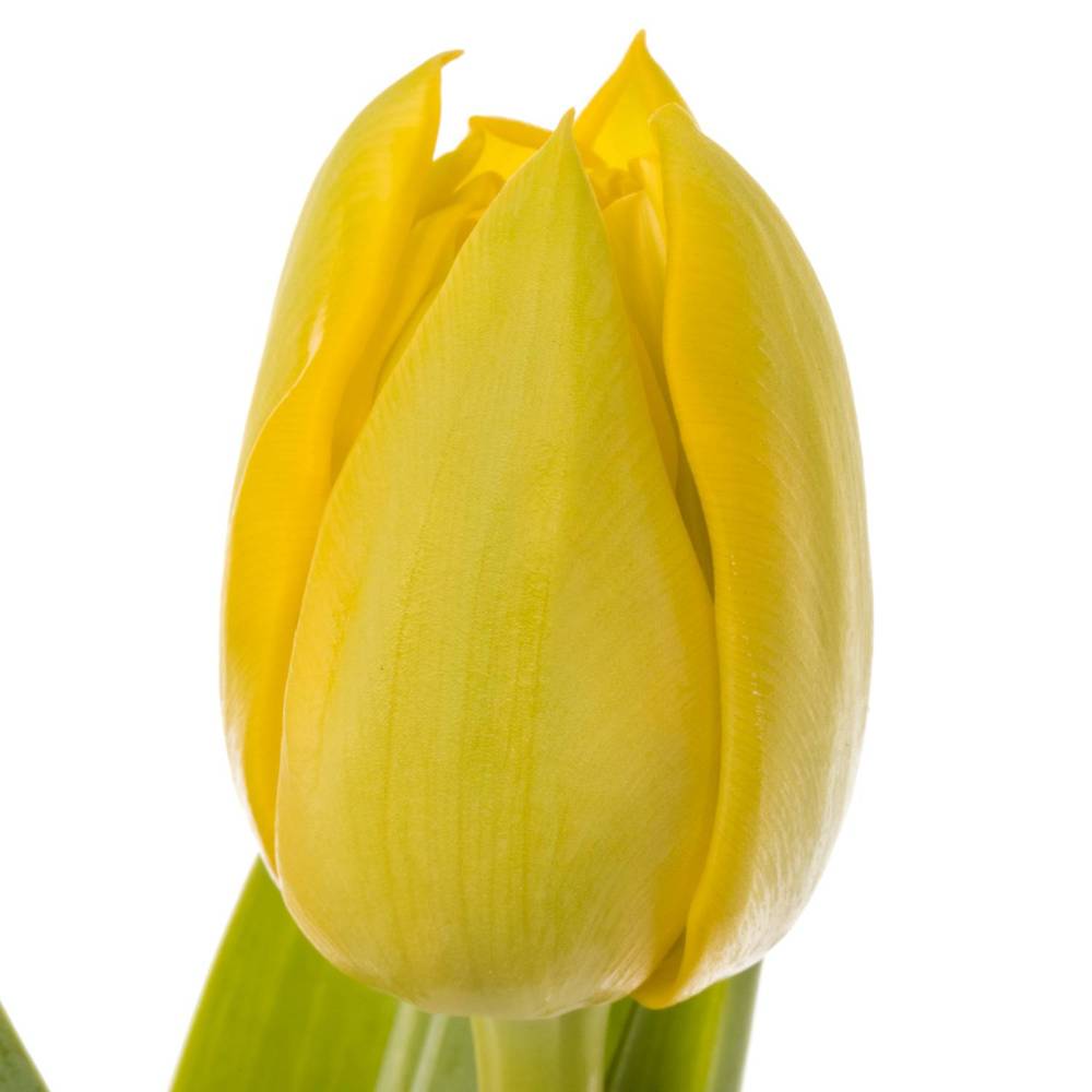 Tulpe gelb doppel Yellow Diamond 52 Gramm
