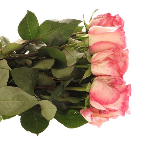 Rose dunkel rosa/creme Boulevard 40cm