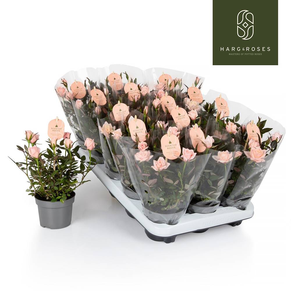 Rose Rosaroma rosa T10,5 H027