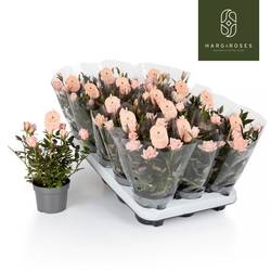 Rose Rosaroma rosa T10,5 H027