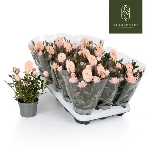 Rose Rosaroma rosa T10,5 H027