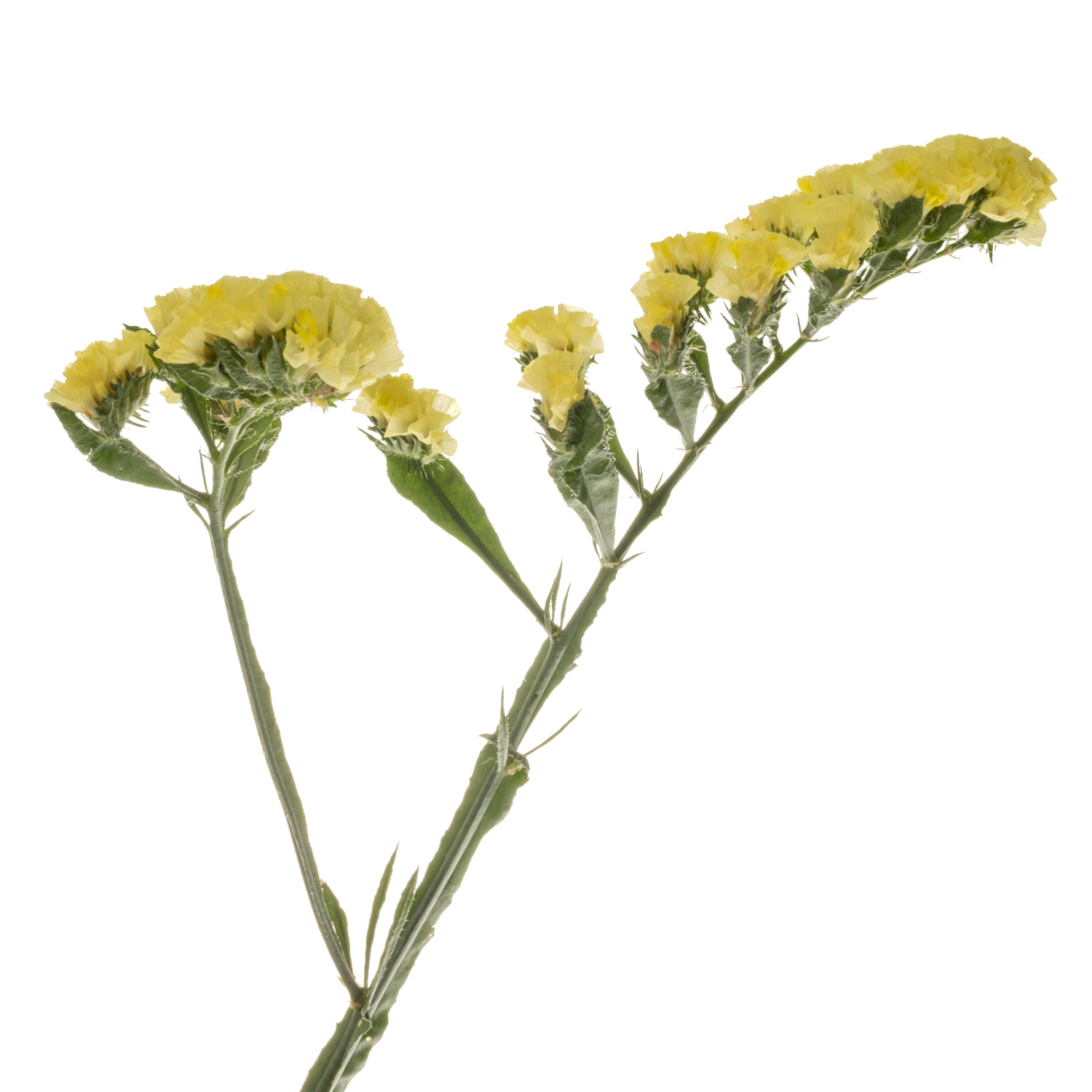 Statice gelb Canary Sun Birds 45Gramm 70cm