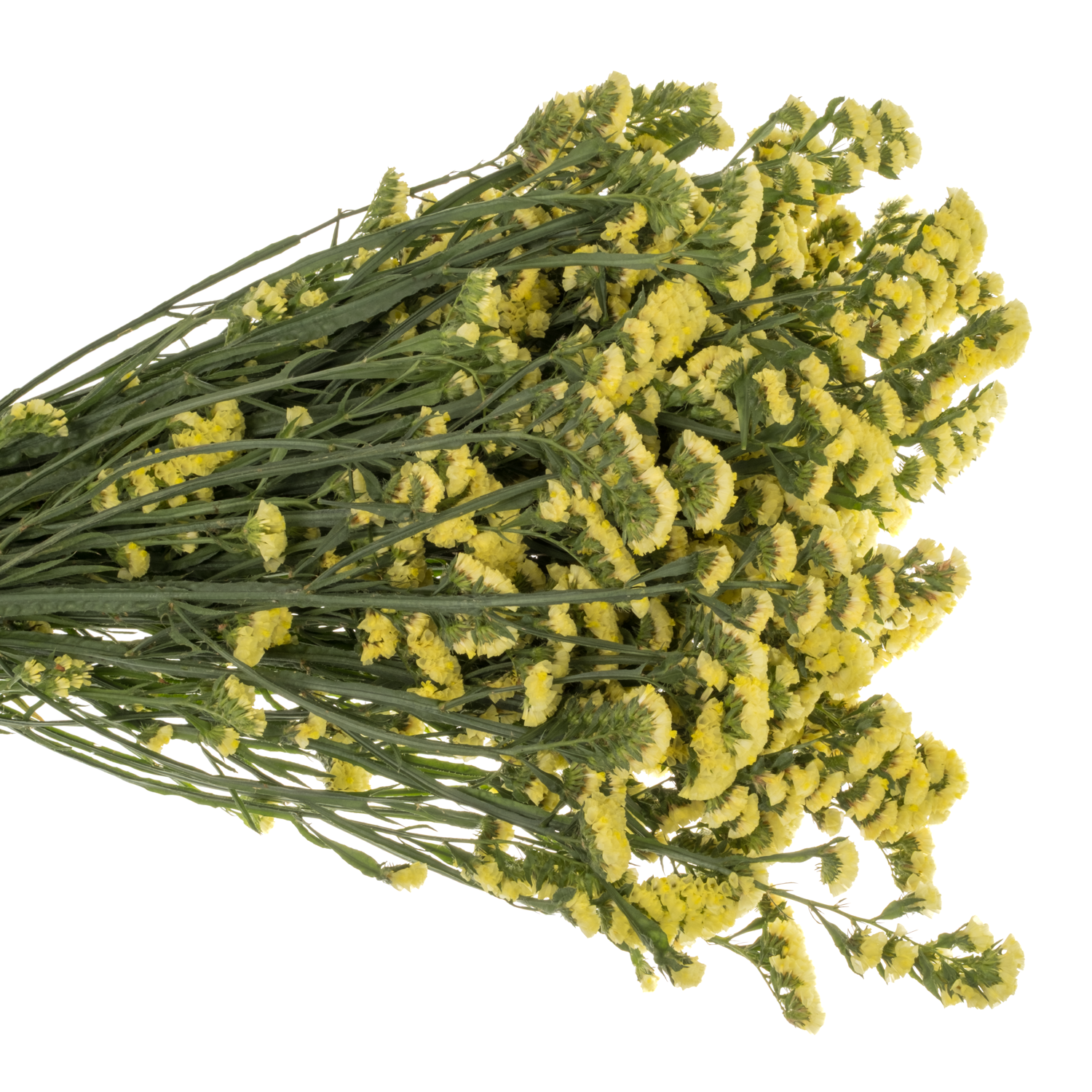 Statice gelb Canary Sun Birds 45Gramm 70cm