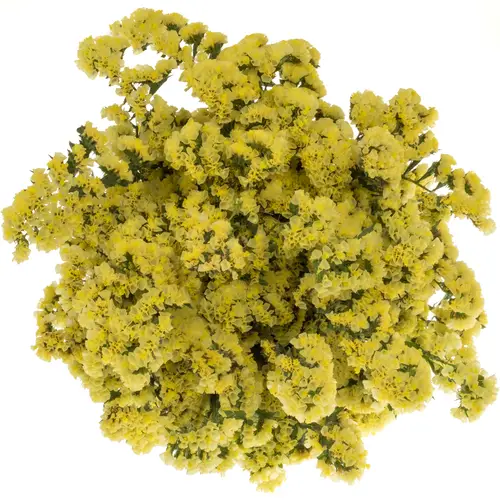 Statice gelb Canary Sun Birds 45Gramm 70cm