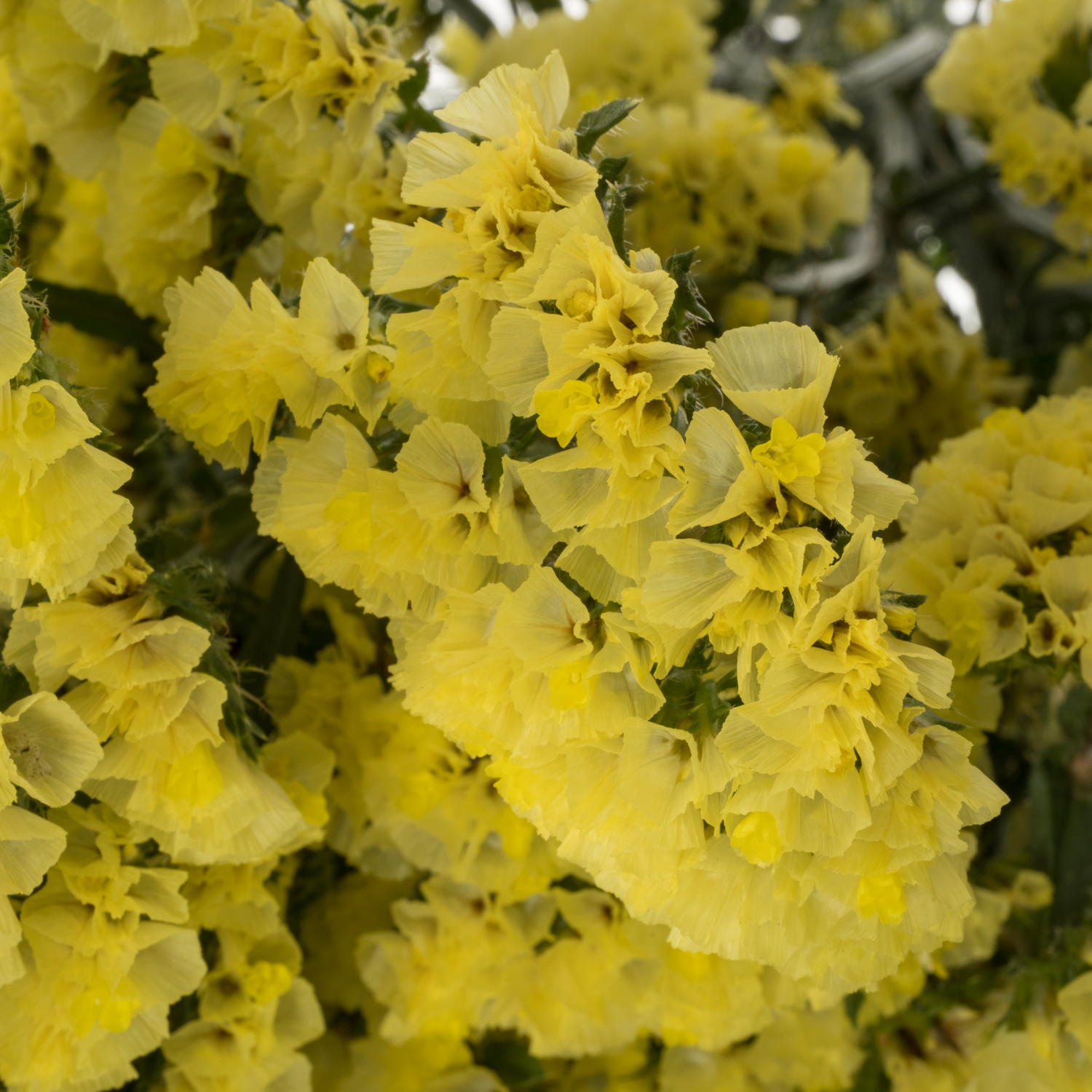 Statice gelb Canary Sun Birds 45Gramm 70cm