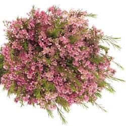 Wachsflower rosa Wendy 50 Gramm 70cm