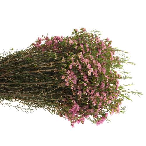 Wachsflower rosa Wendy 50 Gramm 70cm