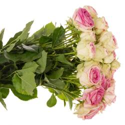 Rose verzweigt creme-rosa Gelato 4+ 50cm