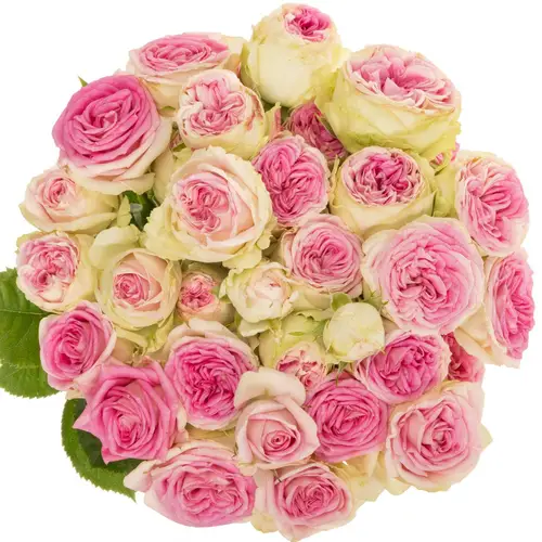 Rose verzweigt creme-rosa Gelato 4+ 50cm