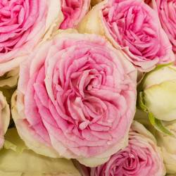 Rose verzweigt creme-rosa Gelato 4+ 50cm