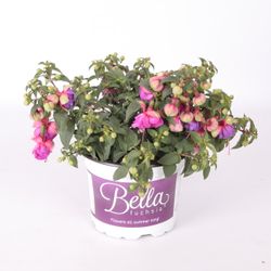 Fuchsia Faya T17 H30