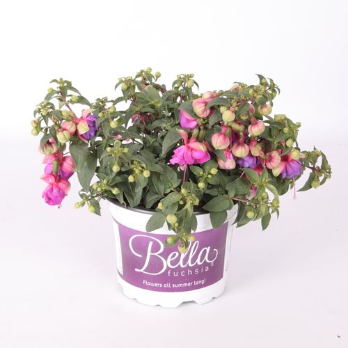 Fuchsia Faya T17 H30
