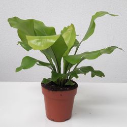 Asplenium Nidus T12 H35