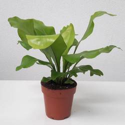 Asplenium Nidus T12 H35