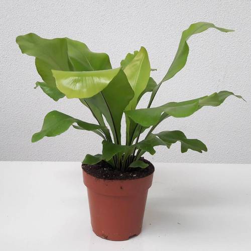 Asplenium Nidus T12 H35