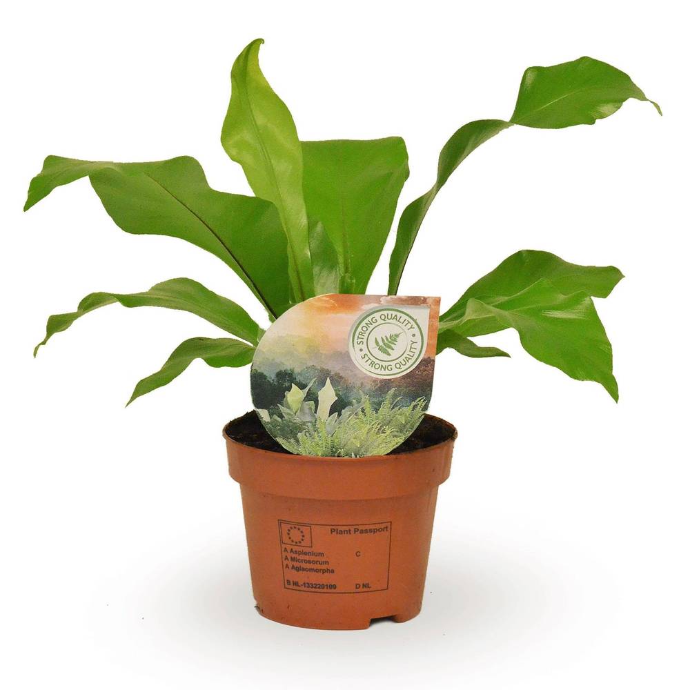 Asplenium Nidus T12 H35