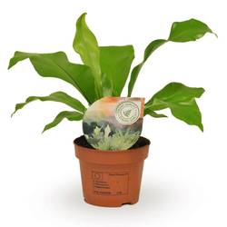 Asplenium Nidus T12 H35