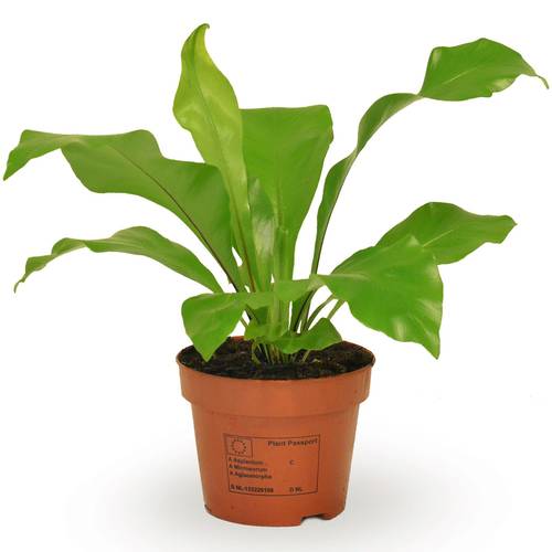 Asplenium Nidus T12 H35