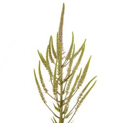 Veronicastrum hellrosa Challenger