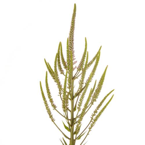 Veronicastrum hellrosa Challenger