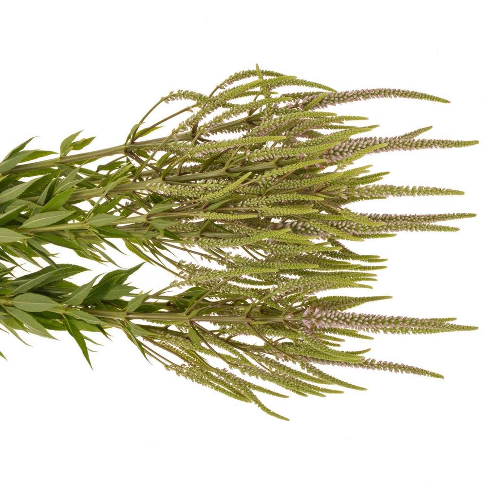 Veronicastrum hellrosa Challenger