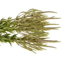 Veronicastrum hellrosa Challenger