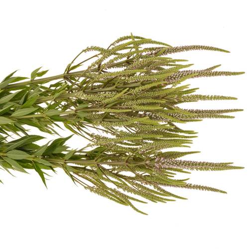 Veronicastrum hellrosa Challenger