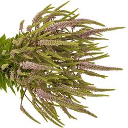 Veronicastrum hellrosa Challenger