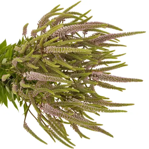 Veronicastrum hellrosa Challenger