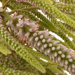 Veronicastrum hellrosa Challenger