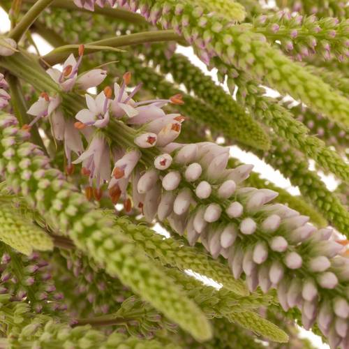 Veronicastrum hellrosa Challenger