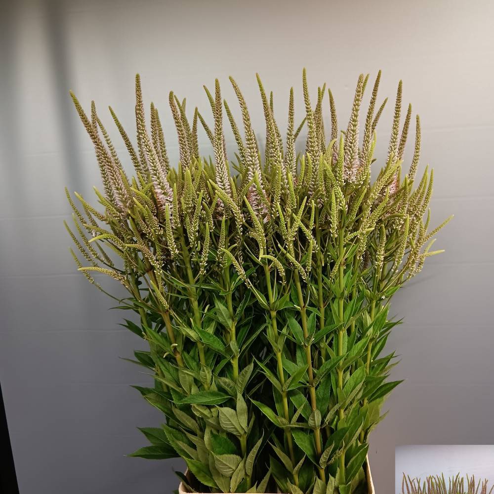 Veronicastrum hellrosa Challenger