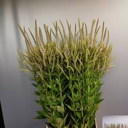 Veronicastrum hellrosa Challenger