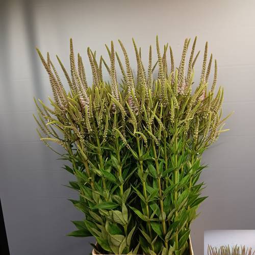 Veronicastrum hellrosa Challenger