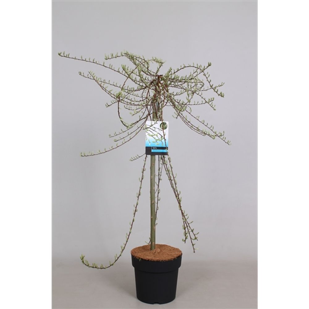 Salix Voorthaus T19 H90