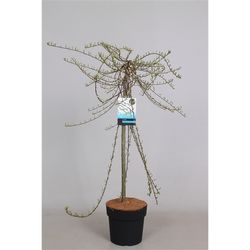 Salix Voorthaus T19 H90