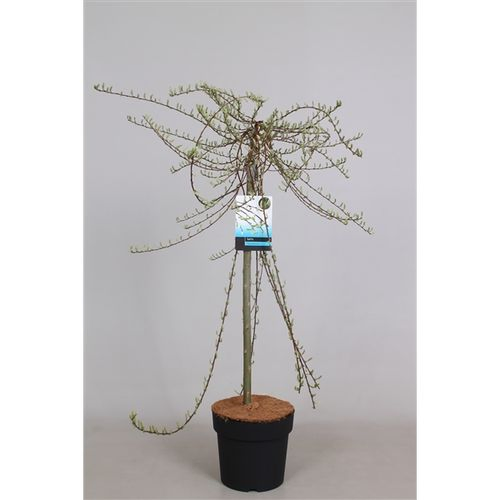 Salix Voorthaus T19 H90